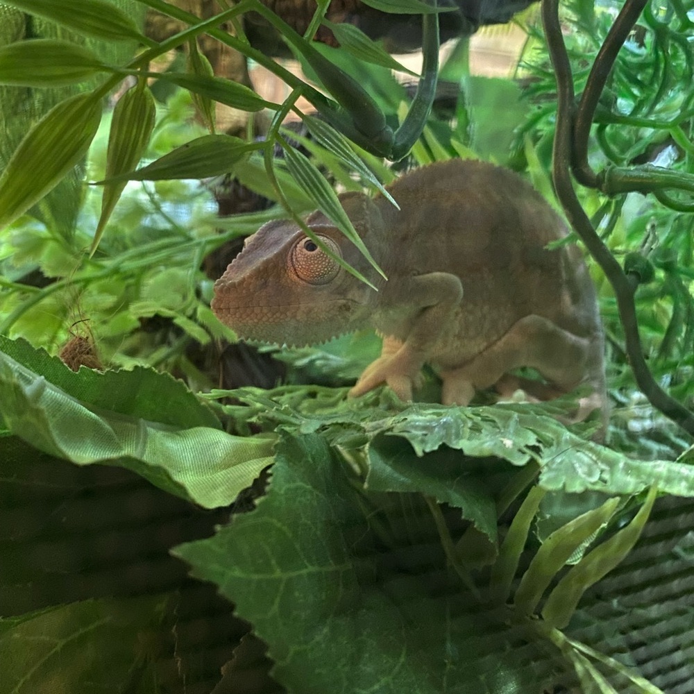 My pets! - Picture 5 of 5